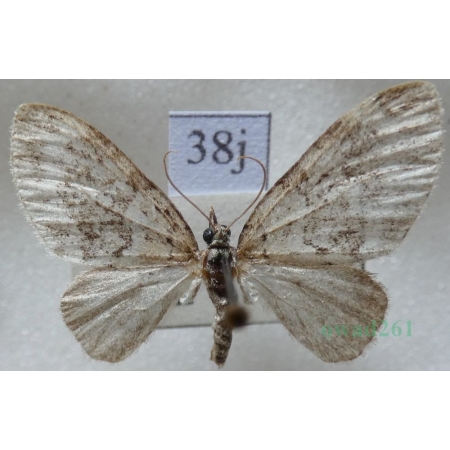 Acasis viretata (Hübner, 1799) Płatynka zielonka Czech38j